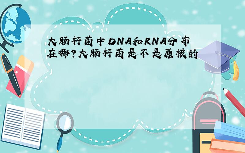 大肠杆菌中DNA和RNA分布在哪?大肠杆菌是不是原核的