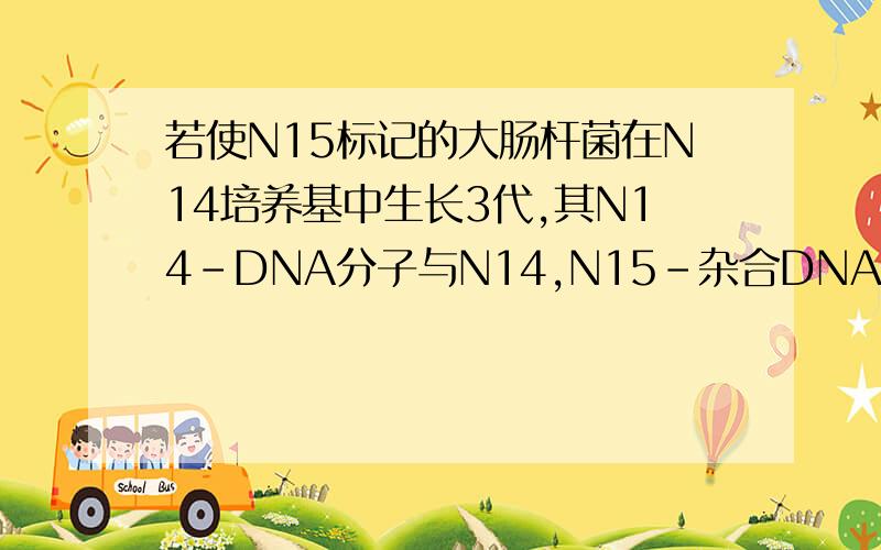 若使N15标记的大肠杆菌在N14培养基中生长3代,其N14-DNA分子与N14,N15-杂合DNA分子中应是多少；若经变性密度梯度离心,其N14单链和N15单链之中反应多少.