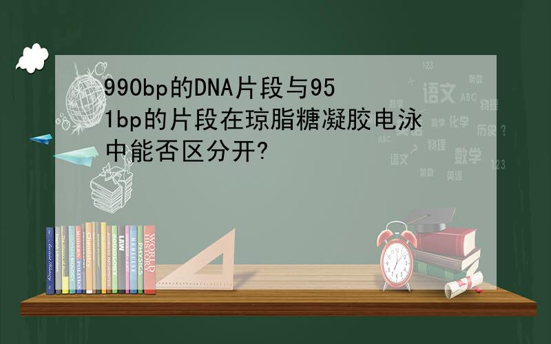 990bp的DNA片段与951bp的片段在琼脂糖凝胶电泳中能否区分开?
