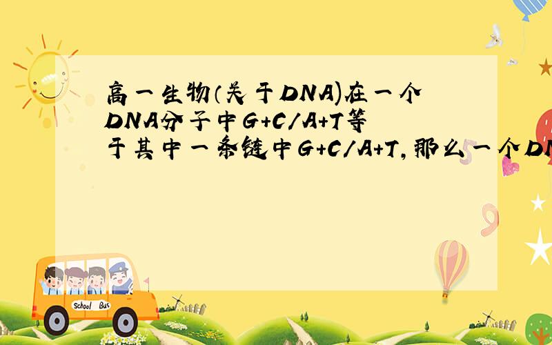 高一生物（关于DNA)在一个DNA分子中G+C/A+T等于其中一条链中G+C/A+T,那么一个DNA分子中G/A+T+G+C等于其中一条链中G/A+T+G+C吗?一个DNA分子中G+C/A+T+G+C等于其中一条链中G+C/A+T+G+C吗?