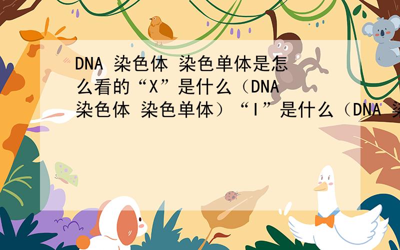 DNA 染色体 染色单体是怎么看的“X”是什么（DNA 染色体 染色单体）“I”是什么（DNA 染色体 染色单体）