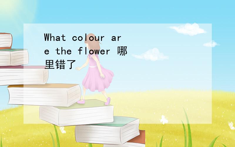 What colour are the flower 哪里错了