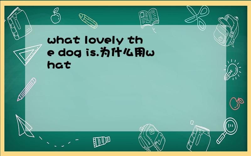 what lovely the dog is.为什么用what