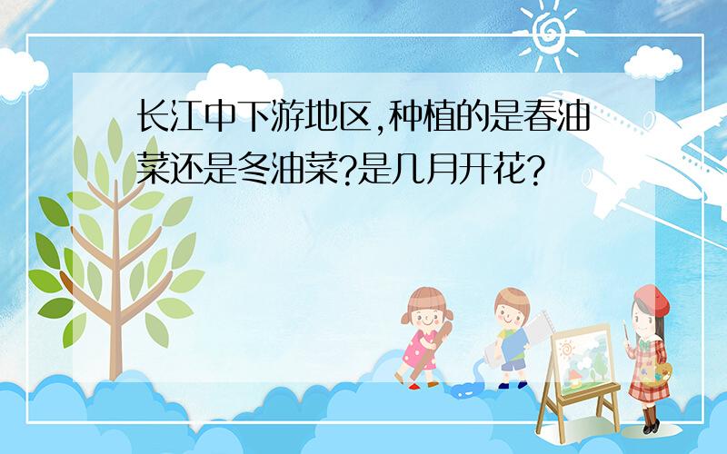 长江中下游地区,种植的是春油菜还是冬油菜?是几月开花?