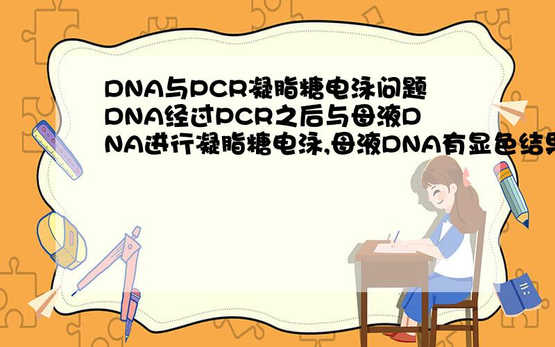 DNA与PCR凝脂糖电泳问题DNA经过PCR之后与母液DNA进行凝脂糖电泳,母液DNA有显色结果,但是PCR没有,排除PCR过程可能出错的原因之外,还有可能因为什么?