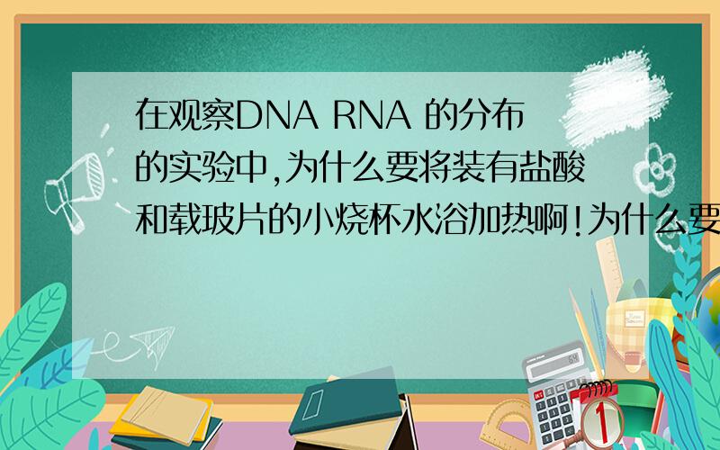 在观察DNA RNA 的分布的实验中,为什么要将装有盐酸和载玻片的小烧杯水浴加热啊!为什么要加热?如果加热时间过长会怎样?过短呢