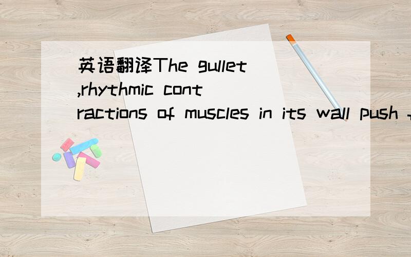 英语翻译The gullet,rhythmic contractions of muscles in its wall push food forward into a large chamber.这句话啥意思