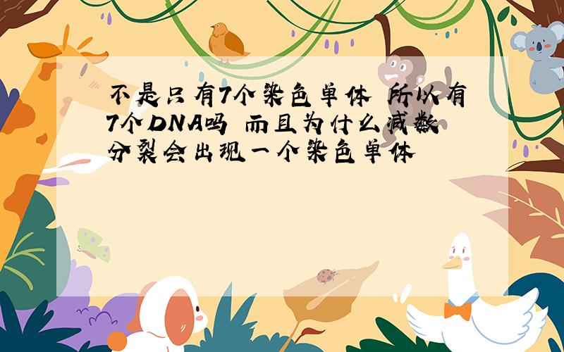 不是只有7个染色单体 所以有7个DNA吗 而且为什么减数分裂会出现一个染色单体