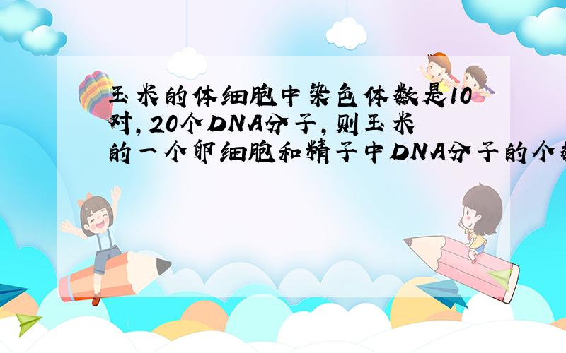 玉米的体细胞中染色体数是10对,20个DNA分子,则玉米的一个卵细胞和精子中DNA分子的个数分别是（ ） A 10个 B 10个 C 5个 D 20个