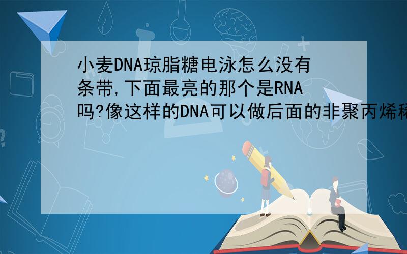 小麦DNA琼脂糖电泳怎么没有条带,下面最亮的那个是RNA吗?像这样的DNA可以做后面的非聚丙烯稀酰胺电泳实验吗?