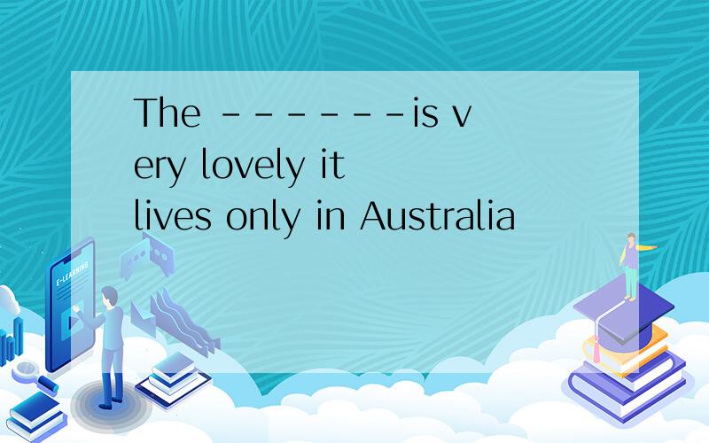The ------is very lovely it lives only in Australia