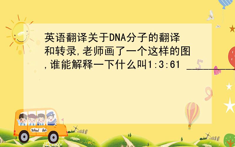 英语翻译关于DNA分子的翻译和转录,老师画了一个这样的图,谁能解释一下什么叫1:3:61 ___________基因 2 ___________ 6|mRNA __________ 3 |蛋白质 1