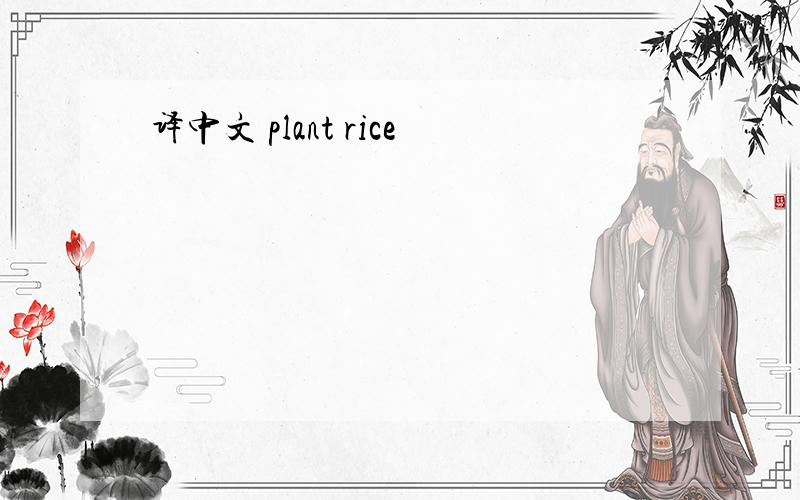 译中文 plant rice