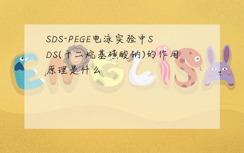 SDS-PEGE电泳实验中SDS(十二烷基磺酸钠)的作用原理是什么