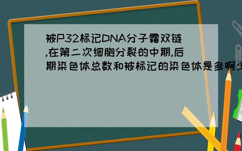 被P32标记DNA分子霜双链,在第二次细胞分裂的中期,后期染色体总数和被标记的染色体是多啊少